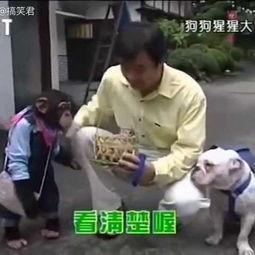 二狗爆料完整版视频,事件真相与幕后黑幕大起底